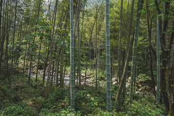 Bamboo forest of Mingyue Mountain, China