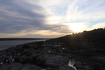 Obraz premium sunset over a royal cormorant colony 