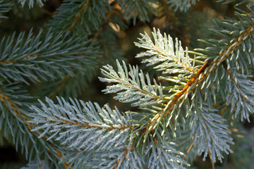 Blue spruce conifer branch beautiful winter background