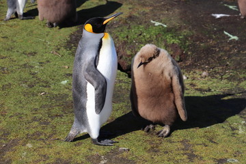 King penguin and chick on mossy ground 