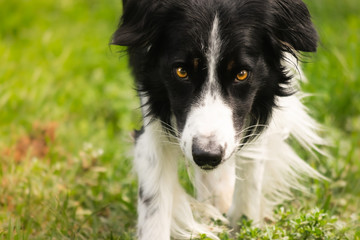 Border collie, mirada llamativa