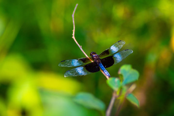 Blue and black Dragonfly