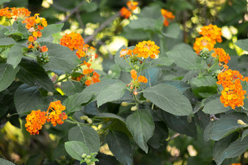 Flores bonitas de color naranja 