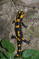 A Fire Salamander (Salamandra Salamandra – tee most common salamander in Europe) on a forest rock in Slovenia