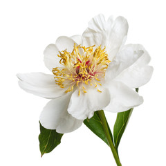 Delicate white peony isolated on a white background.