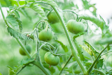 Growing green tomatoes hanging on the bushes.