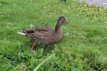 duck on grass