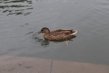 duck in water