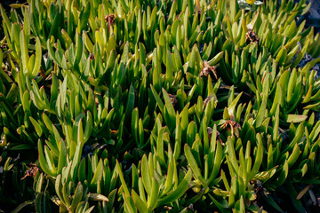 green grass in the field