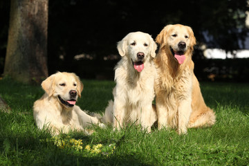 Nice golden retrievers lying together