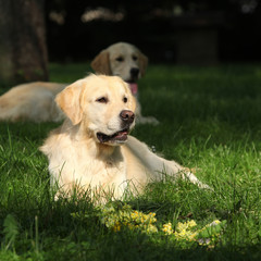 Beautiful golden retriever in the garden