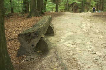 wooden bench in the forest