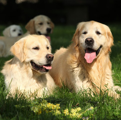 Amazing golden retrievers together