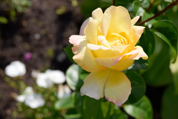 The yellow rose grows in a garden. Beautiful decorative flower.