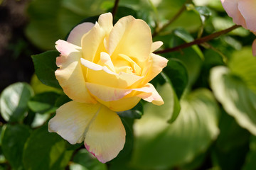 The yellow rose grows in a garden. Beautiful decorative flower.