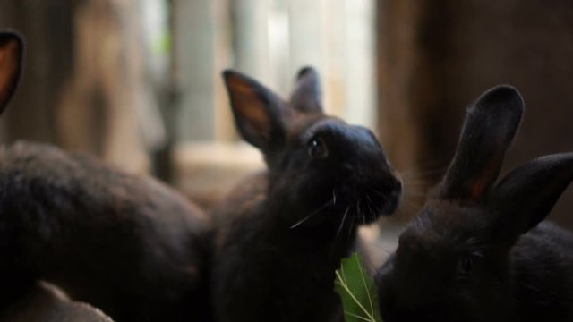 Black bunnies eat green leaves in a pen in a shed. Agriculture, breeding farm animals, rabbit farm