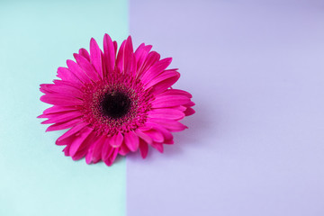 Flower composition. Creative layout made of pink Gerbera Daisy single flower. Close up. Hello spring concept. Minimal style, flat lay.