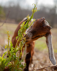 goat eating grass