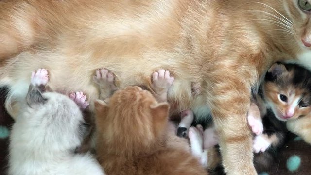 4K HD video Three fluffy kittens nursing from orange and white mother. Newborn kittens will generally nurse until they are four weeks old. 