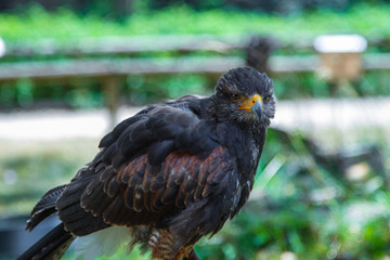 Adler mit Blick in die Kamera