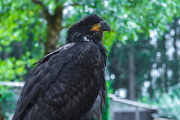 Junger Adler in Pose