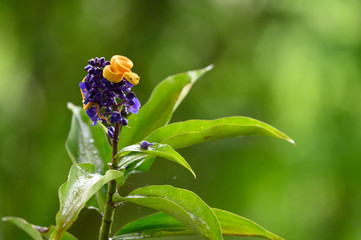 Obraz premium Eyelash Viper - Bothriechis schlegelii, beautiful colored venomous pit viper from Central America forests, Costa Rica