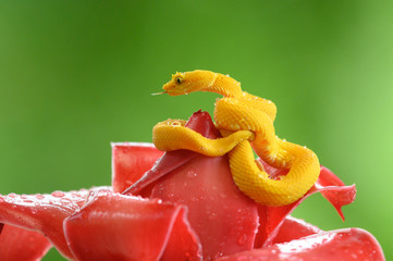 Eyelash Viper - Bothriechis schlegelii, beautiful colored venomous pit viper from Central America...