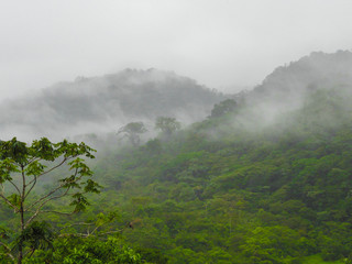 Fog Covers Lush Green Foliage on Mountainsides