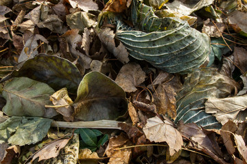 Green and Brown Dried Fallen Leaves