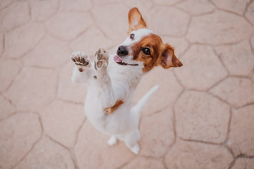 cute small jack russell terrier dog walking on two paws asking for delicious treats. Pets outdoors...