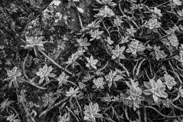 Grey Ghost Plant in Black and White