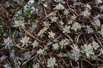 Gray Ghost Plant and Dried Leaves