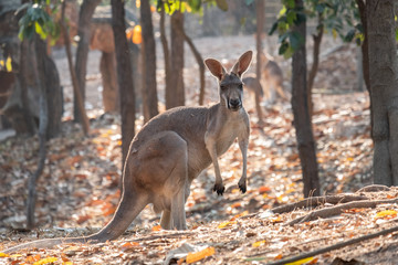 Kangaroo