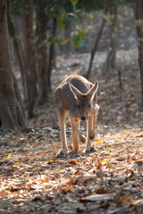 Kangaroo