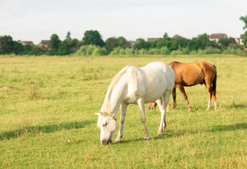 White and brown horse graze on summer pasture