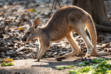 Kangaroo