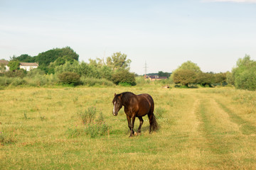 brown horse with white stripe on muzzle walks in pasture in summer