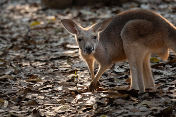 Kangaroo