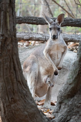 Kangaroo