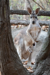 Kangaroo