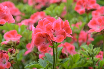 ゼラニウム（ゼラニューム・Pelargonium）