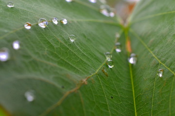 Gotas de agua sobre hoja