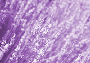 Flowers in the lavender fields in the Provence.