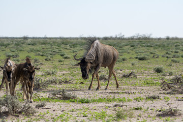 Gnus in der Etosha Pfanne Namibia