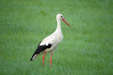 Stork
