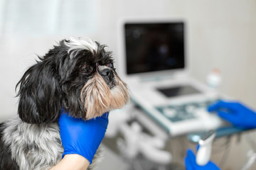 vets prepare dog with injured eye to ultrasound diagnostic. Animal health care concept
