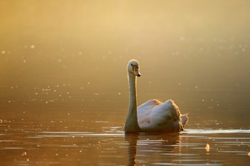 Swan 
