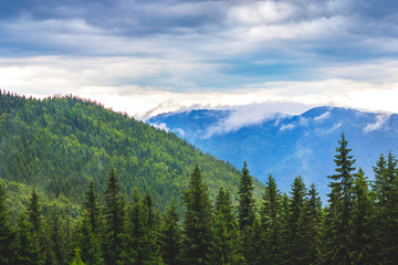 Picturesque mountain landscape with spruce and mountains at various distances in cloudy weather_