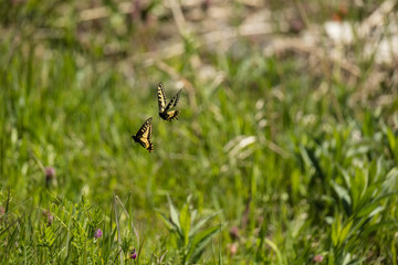 Tiger Swallowtail Butterflies 1