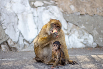 Gibraltar Affen Mutter Makaken Junges